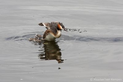 Great crested grebe (Podiceps cristatus)