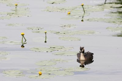 Great crested grebe (Podiceps cristatus)