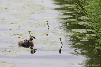 Great crested grebe (Podiceps cristatus)