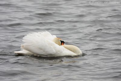 Mute swan (Cygnus olor