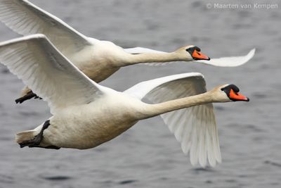 Mute swan (Cygnus olor