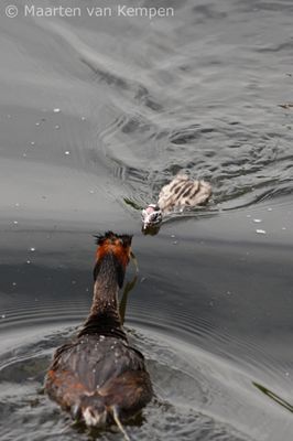 Great crested grebe (Podiceps cristatus)