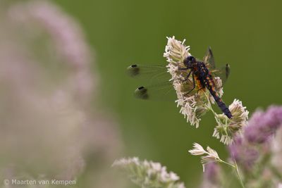 Banded darter