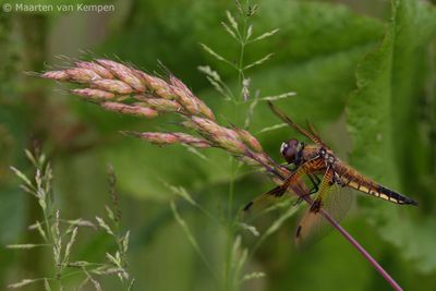 Four-spotted chaser (Libellula quardrimaculata)