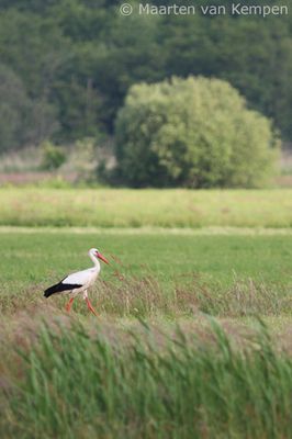 White stork (Ciconia ciconia)