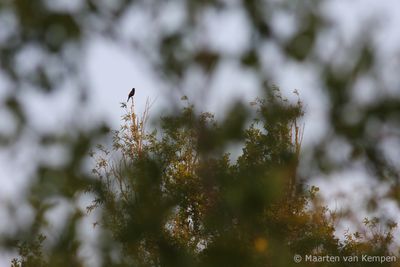 Common blackbird (Turdus merula)