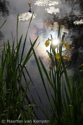 Yellow iris <BR>(Iris pseudacorus)