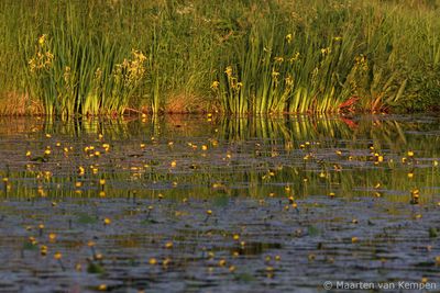 Yellow irises & yellow waterlillies