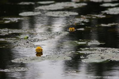 Yellow waterlilly (Nuphar lutea)