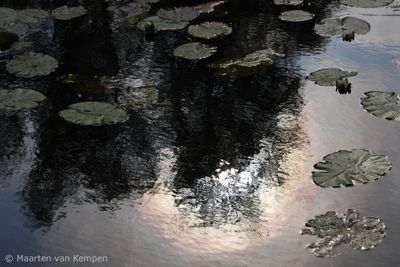 White lotus (Nymphaea alba)