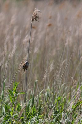 Bearded reedling (Panurus biarmicus)