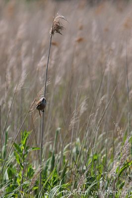 Bearded reedling (Panurus biarmicus)