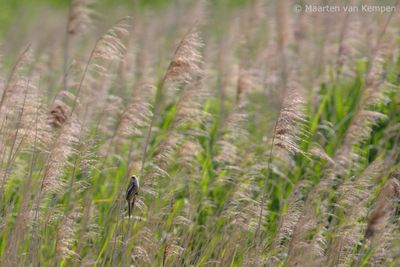 Bearded reedling (Panurus biarmicus)