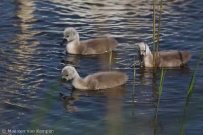 Mute swan (Cygnus olor)