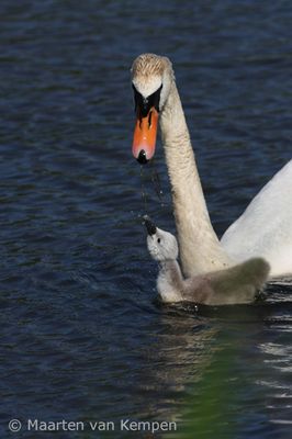 Mute swan (Cygnus olor)