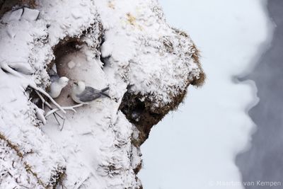 Northern fulmar (Fulmarus glacialis)