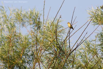 Icterine warbler (Hippolais icterina)