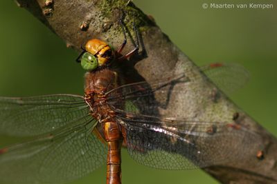 Norfolk hawker (Aeshna isoceles)