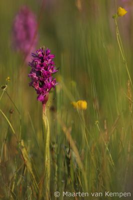 Southern marsh orchid