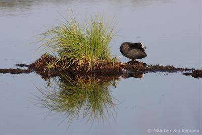 Common coot (Fulica atra)