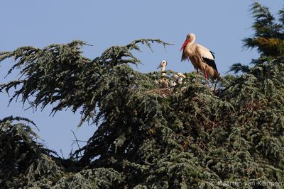 White stork (Ciconia ciconia)