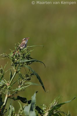 Sedge warbler (Acroce-phalus schoenobaenus)