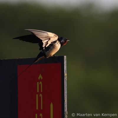 Barn swallow (Hirundo rustica)