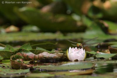 Norfolk hawker <BR>(Aeshna isoceles)