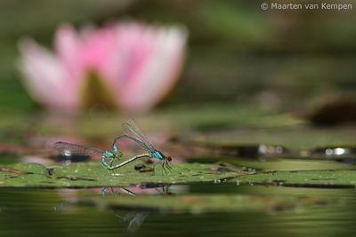 Small red-eyed damselfly (Erythromma viridulum)