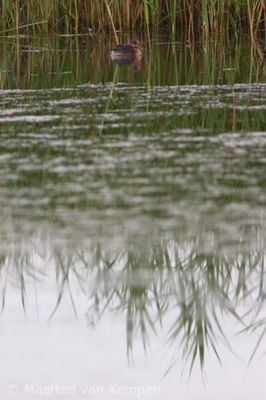 Little grebe (Tachybaptus ruficollis)