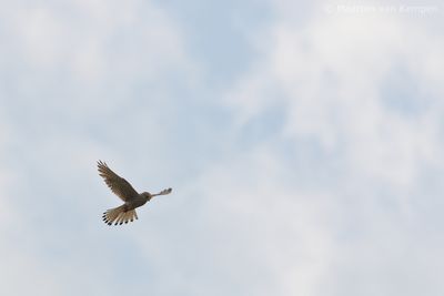 Common kestrel <BR>(Falco tinnunculus)