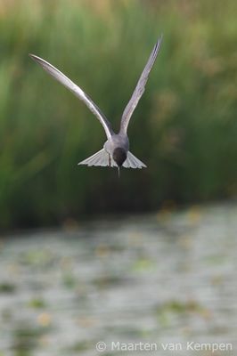 Black tern (Chlidonias niger)