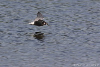 Black tern (Chlidonias niger)