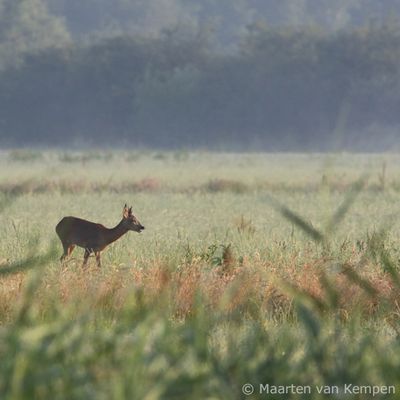 Roe deer (Capreolus capreolus)