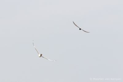 Black-headed gull  (Larus ribundaris)