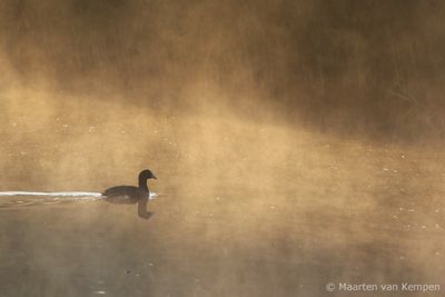 Common coot (Fulica atra)