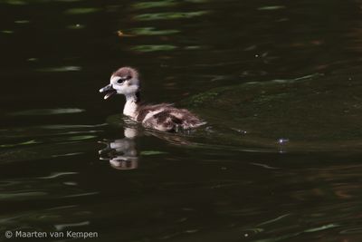 Egyptian goose (Alopochen aegyptiaca)