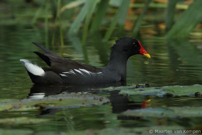 Common moorhen (Gallinula chloropus)