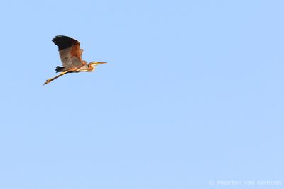 Purple heron (Ardea purpurea)