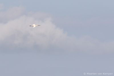 Eurasian spoonbill (Platalea leucorodia)