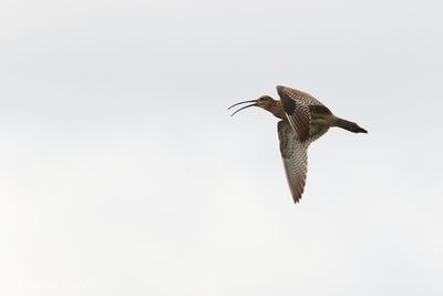 Eurasian curlew (Numenius arquata)