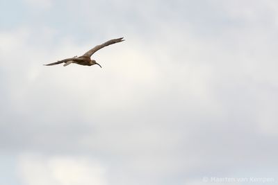 Eurasian curlew (Numenius arquata)