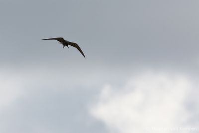 Black tern (Chlidonias niger)