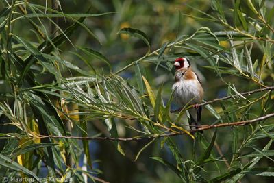 European goldfinch (Carduelis carduelis)