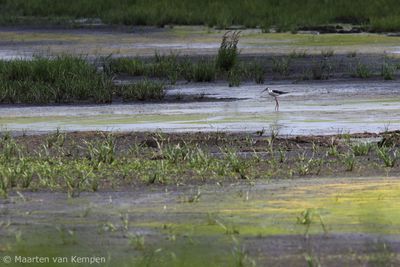 Black-winged stilt