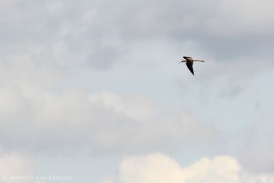 Back-winged stilt