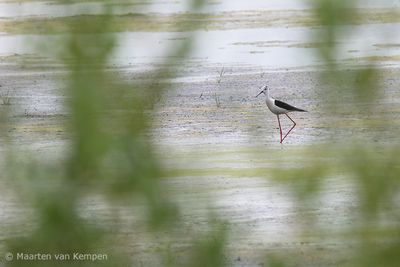 Black-winged stilt