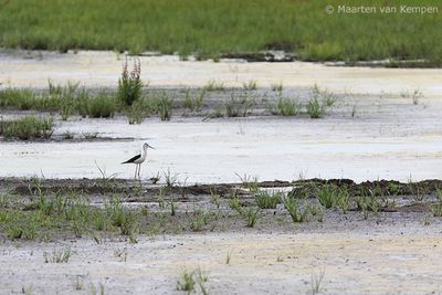 Back-winged stilt
