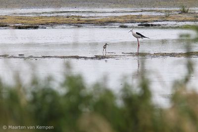 Back-winged stilt