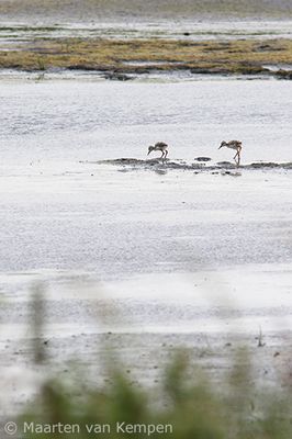 Black-winged stilt